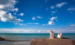 青海湖旅游爆料视频最新,探寻神秘高原明珠的绝美风光与独特魅力